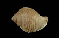 藏品(銼紋鶉螺)的圖片